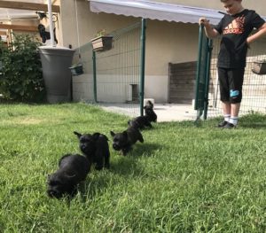 chiot cairn terrier 2 mois