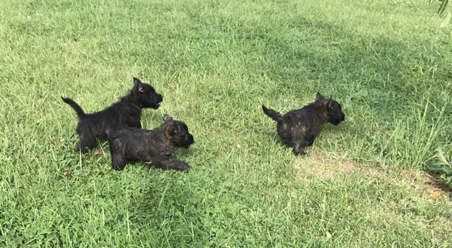 chiot cairn terrier de 2 mois