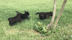 chiot cairn terrier