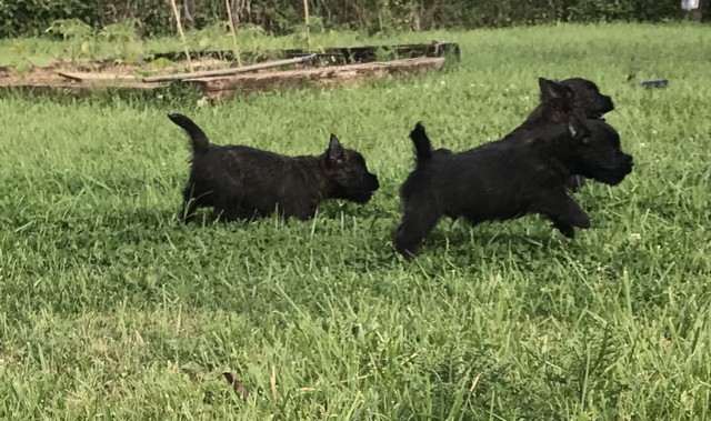 chiot cairn terrier