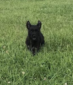 chiot cairn terrier