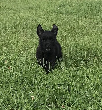 chiot cairn terrier