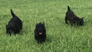 chiot cairn terrier