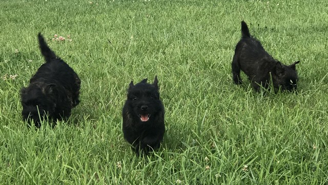 chiot cairn terrier