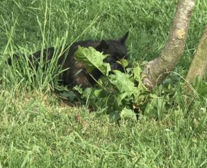 chiot cairn terrier de 2 mois