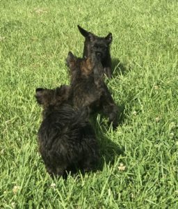 chiot cairn terrier