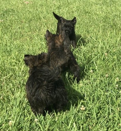 chiot cairn terrier