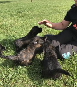 chiot cairn terrier de 2 mois