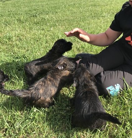 chiot cairn terrier de 2 mois