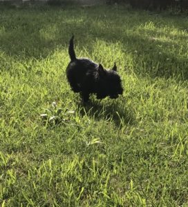 chiot cairn terrier de 2 mois