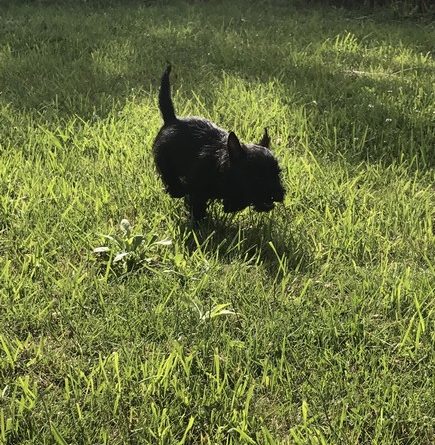 chiot cairn terrier de 2 mois