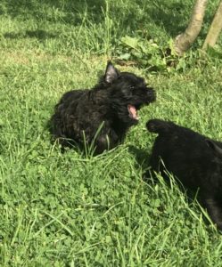 chiot cairn terrier de 2 mois