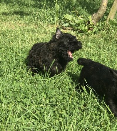 chiot cairn terrier de 2 mois