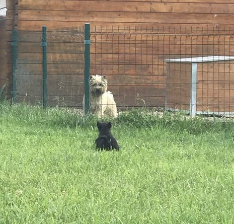 chiot cairn terrier de 2 mois