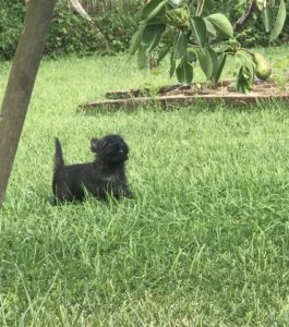 chiot cairn terrier de 2 mois