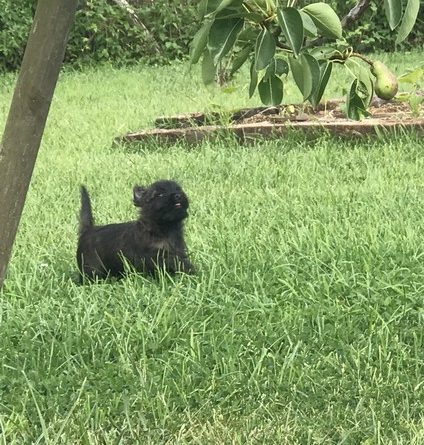 chiot cairn terrier de 2 mois