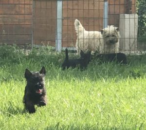 chiot cairn terrier de 2 mois