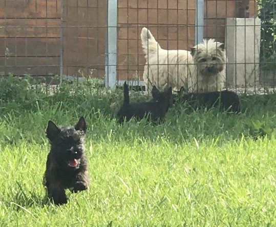 chiot cairn terrier de 2 mois