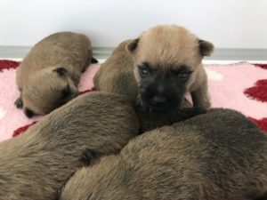 chiot cairn terrier