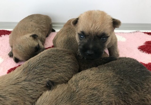 chiot cairn terrier