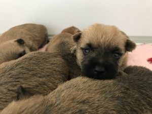 chiot cairn terrier