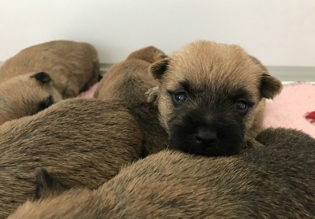 chiot cairn terrier