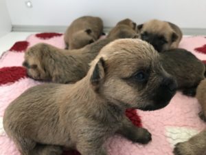 chiot cairn terrier