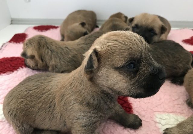 chiot cairn terrier