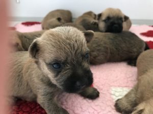 chiot cairn terrier