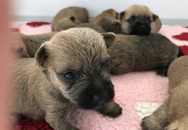 chiot cairn terrier