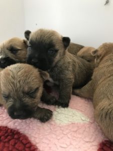 chiot cairn terrier