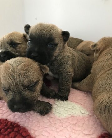 chiot cairn terrier