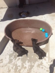 chiot cairn terrier