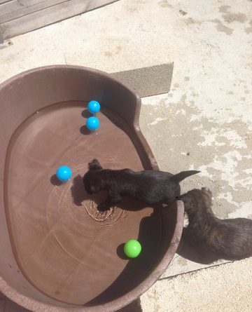 chiot cairn terrier