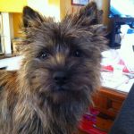 femelle cairn terrier