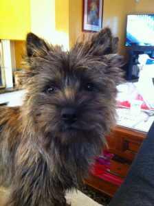 femelle cairn terrier