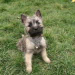 chiot cairn terrier