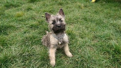 Milou découverte du jardin