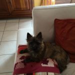 jeune femelle cairn terrier