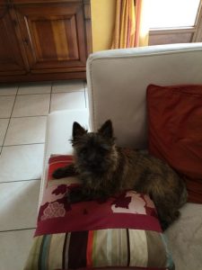 jeune femelle cairn terrier