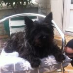 femelle cairn terrier