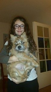 femelle cairn terrier