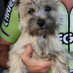 femelle cairn terrier