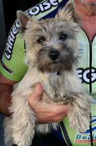 femelle cairn terrier