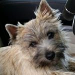 femelle cairn terrier