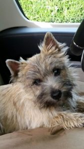 femelle cairn terrier