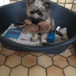 chiot cairn terrier