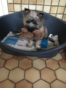 chiot cairn terrier