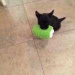 chiotcairnterrier-00062