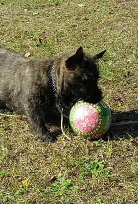 Ouah, ce ballon